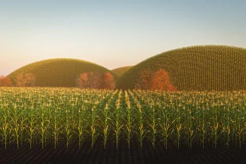 Agricultural field of corn with yellow cobs against a background of green hil Stock Illustration