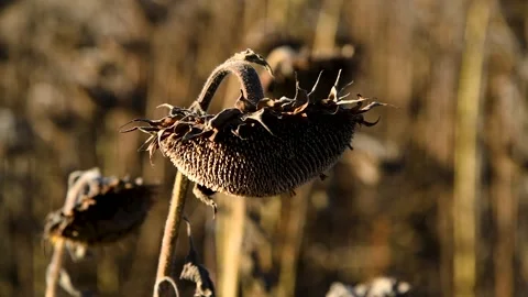 Agricultural field of dry ripe sunflower on an autumn sunny day Stock Footage 281508564