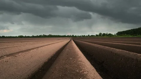 Agricultural field with even rows in the spring Stock Footage 157584518