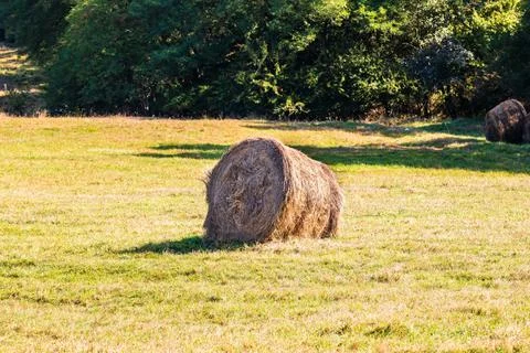 Agricultural field with haystacks, stack of round hay balls Stockfoto's