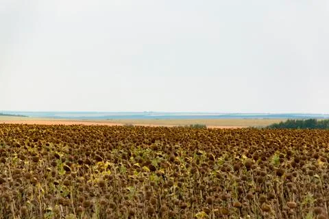 Agricultural field. Stock Photos