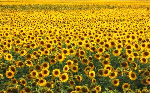 Agricultural field Stock Photos
