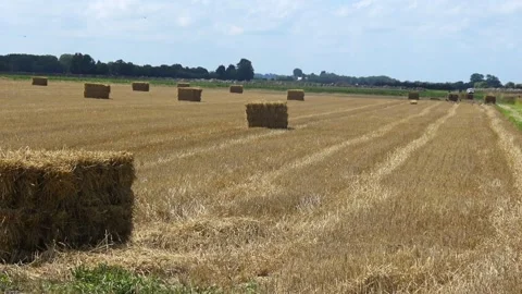 Agricultural field with rectangular hay or straw bales remaining after crop.. Stock Footage 339907286