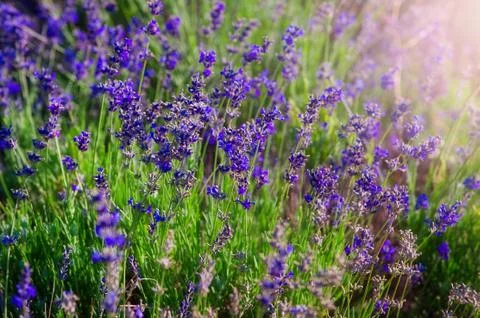 Agricultural field with ripe violet lavender crops before harvesting close up. Stock Photos