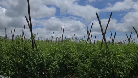 Agricultural field rows with crossed post poles stretch across a massive organic Stock Footage 345663290