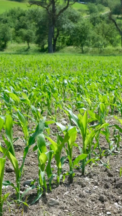 Agricultural field with rows of young corn stalks on a sunny summer day Stock Footage 337244196