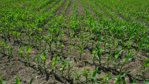 Agricultural field with rows of young corn stalks on a sunny summer day. Stock Footage 337244318