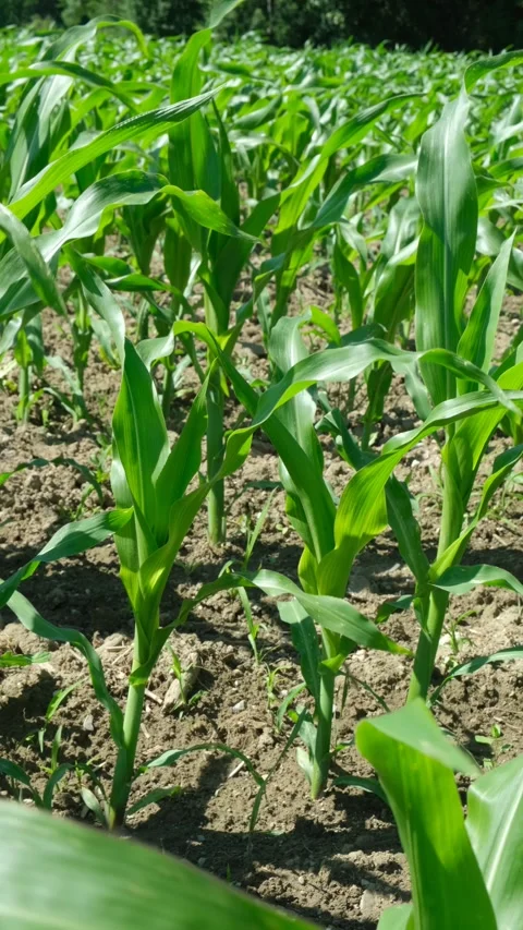 Agricultural field with rows of young corn stalks on a sunny summer day Stock Footage 337245211
