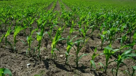 Agricultural field with rows of young corn stalks on a sunny summer day Stock Footage 337562967