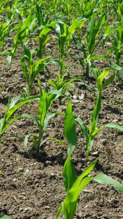Agricultural field with rows of young corn stalks on a sunny summer day Stock Footage 337562995