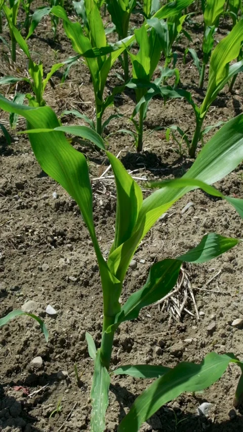 Agricultural field with rows of young corn stalks on a sunny summer day Stock Footage 337930229