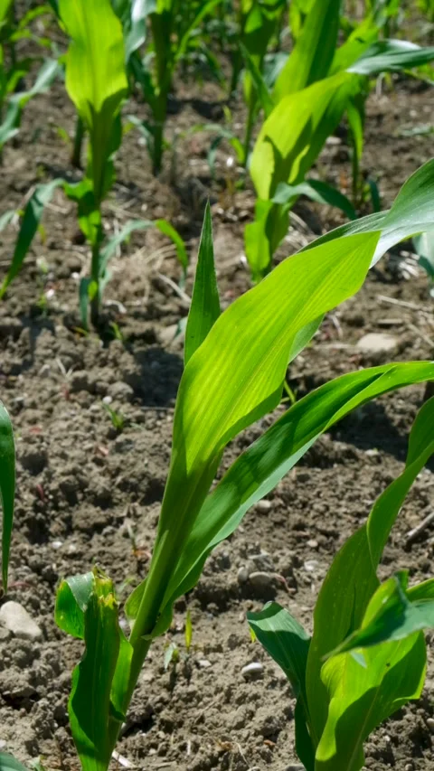 Agricultural field with rows of young corn stalks, vertical slow motion. Stock Footage 340167624