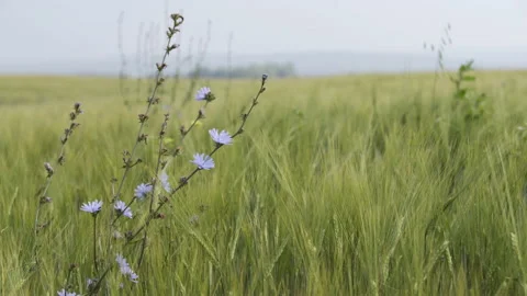 Agricultural field in spring day. Grain crop field harvest crops in the Stock Footage 130382000