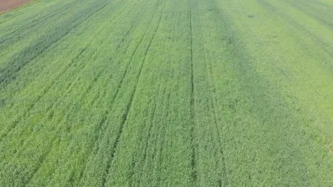 Agricultural field in springtime Stock Footage 266723177