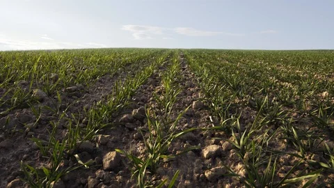 Agricultural field with sunny clouds at spring. Wheat sprouts widely-spaced rows Stock Footage 123734459