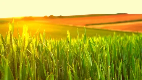 A agricultural field in the sunset Stock-Footage 110816701