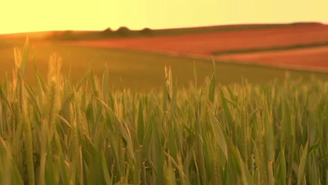 A agricultural field in the sunset Stock Footage 157552349