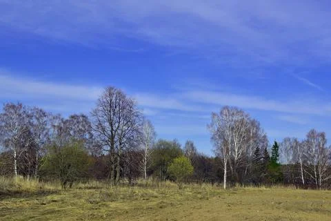 Agricultural field surrounded by bare spring trees. Spring in the foothills o Stock Photos