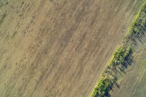 Agricultural field texture with diagonal tree line and long shadows, dry soil Stock Photos