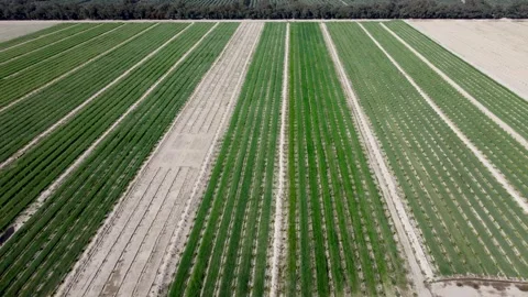 Agricultural Fields Aerial View Stock Footage 274472868