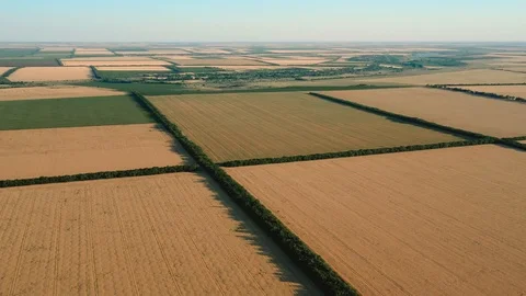 Agricultural fields aerial view. Rectangular fields of different ripened crops. 库存影片 126899116