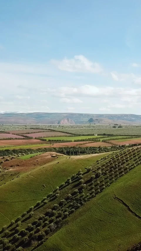 Agricultural fields and olive trees in the Moroccan countryside on a spring day. Stock Footage 288011436