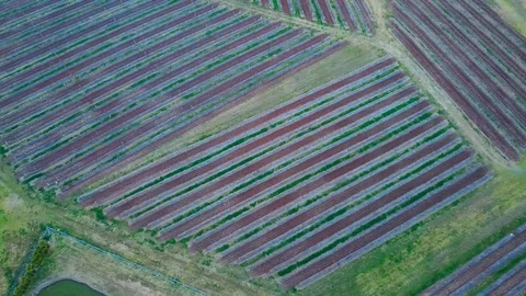 Agricultural fields in Australia in the evening. Stock Footage 95897835