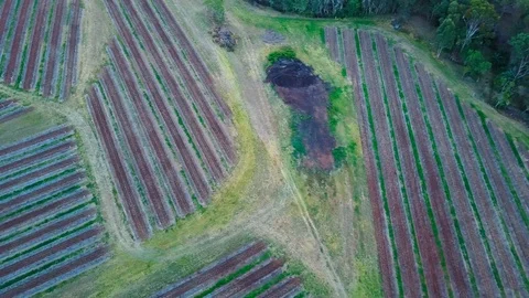 Agricultural fields in Australia in the evening. Stock Footage 95898295