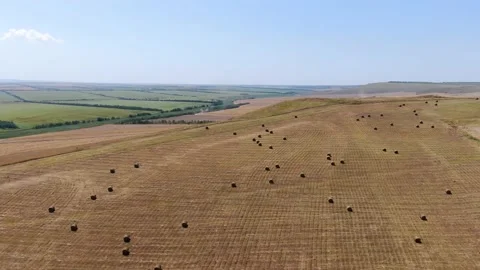 Agricultural fields from a bird's eye view, harvesting wheat with harvesters Stock Footage 159441976