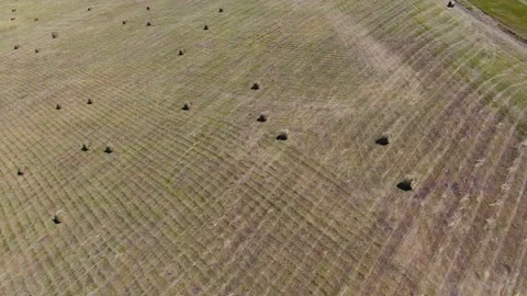 Agricultural fields from a bird's eye view, harvesting wheat with harvesters Stock Footage 159442019