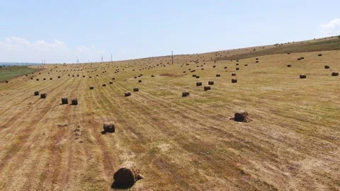 Agricultural fields from a bird's eye view, harvesting wheat with harvesters Stock Footage 159474902