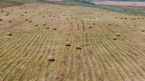 Agricultural fields from a bird's eye view, harvesting wheat with harvesters Stock Footage 159475041