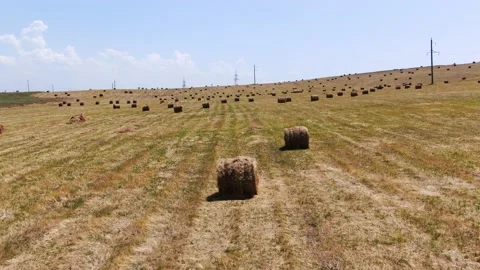 Agricultural fields from a bird's eye view, harvesting wheat with harvesters Stock Footage 160101161