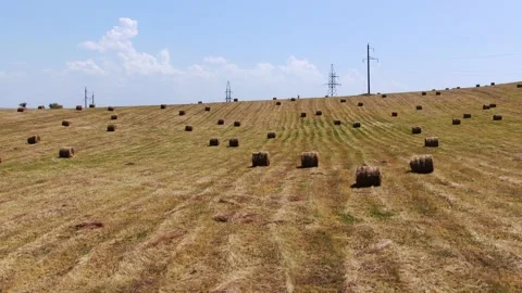 Agricultural fields from a bird's eye view, harvesting wheat with harvesters Stock Footage 160165232