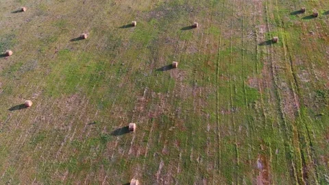 Agricultural fields from a bird's eye view, harvesting wheat with harvesters Stock Footage 160191590