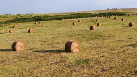 Agricultural fields from a bird's eye view, harvesting wheat with harvesters Stock Footage 160191663