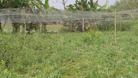Agricultural fields Vidéo 332585097