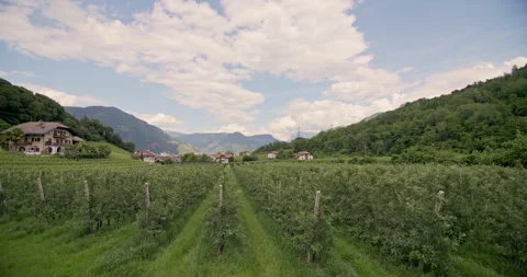 Agricultural fields of fruit trees in the Dolomite Alps of Italy. Stock Footage 277252394