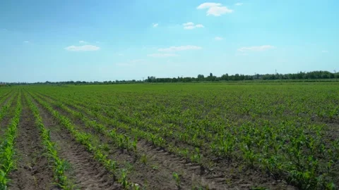 Agricultural fields just sown. Stock Footage 159952952
