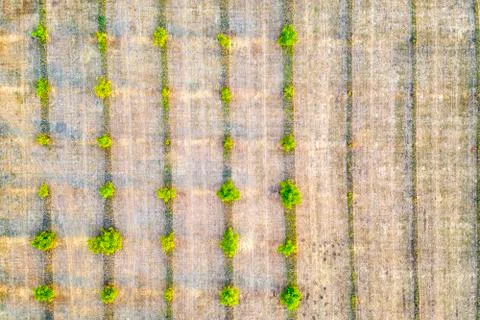 Agricultural fields, Stock Photos