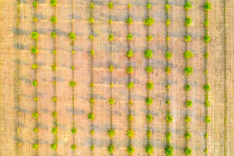 Agricultural fields Stock Photos