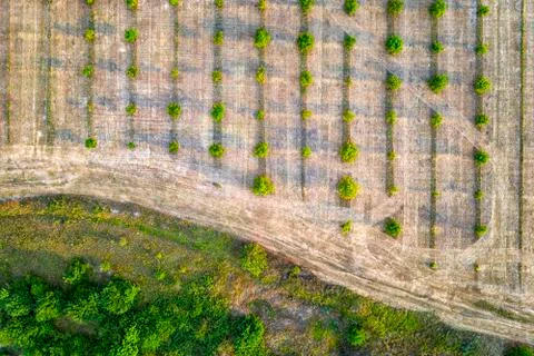 Agricultural fields, Foto stock