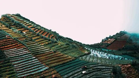 Agricultural fields Stock Photos