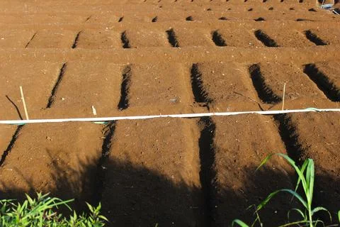 Agricultural fields Stock Photos