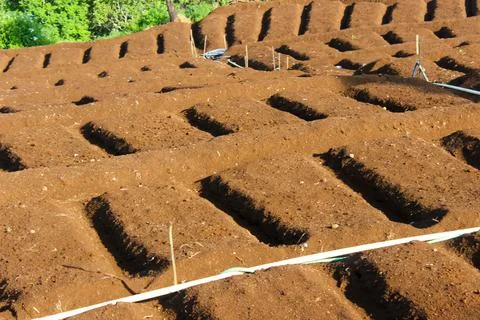 Agricultural fields Stock Photos