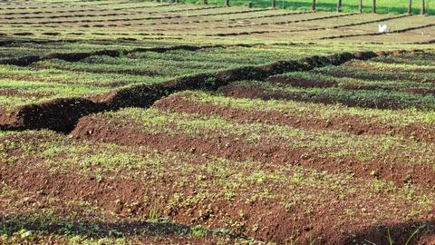 Agricultural Fields Stock Photos