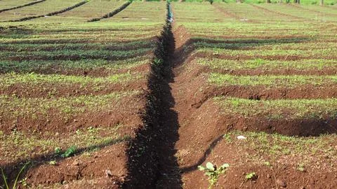 Agricultural Fields Stock Photos