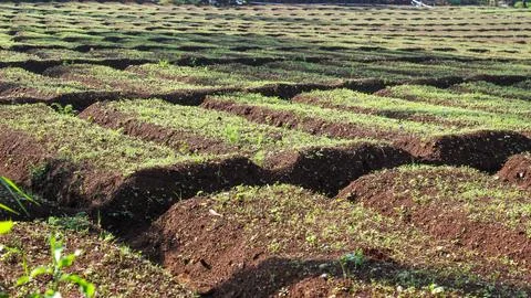Agricultural Fields Stock Photos