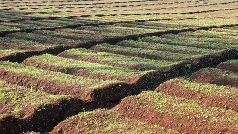 Agricultural Fields Stock Photos