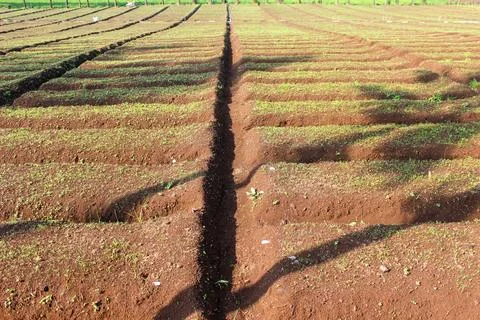 Agricultural Fields Stock Photos